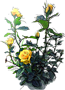 Peer Gynt Rose